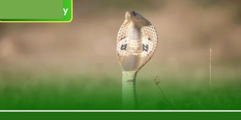 স্বপ্নে সাপ দেখা এর পিছনের মনোবিজ্ঞান